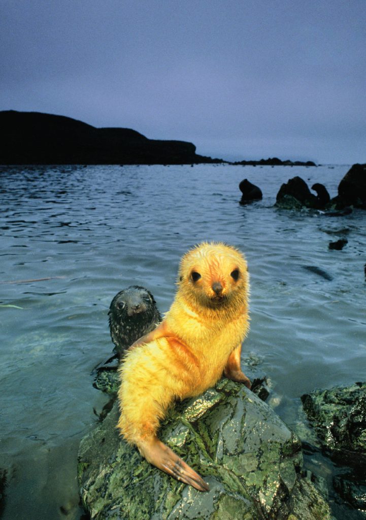 Antarctic Fur Seal Pup. Blonde Morph  Notecard
