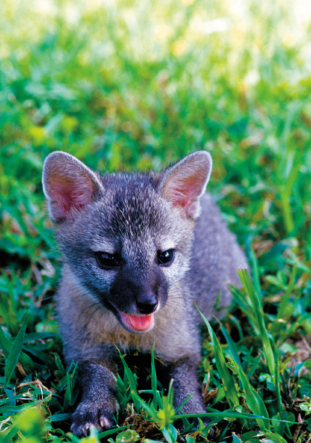 Gray Fox Pup Notecard