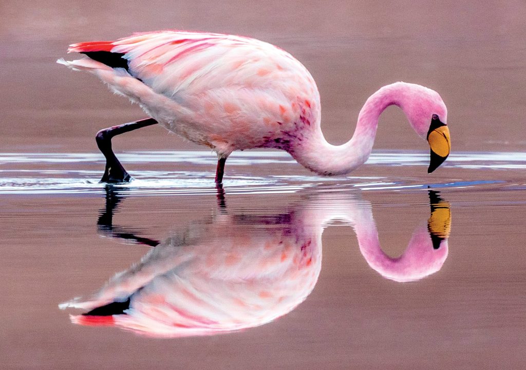 James's Flamingo Notecard