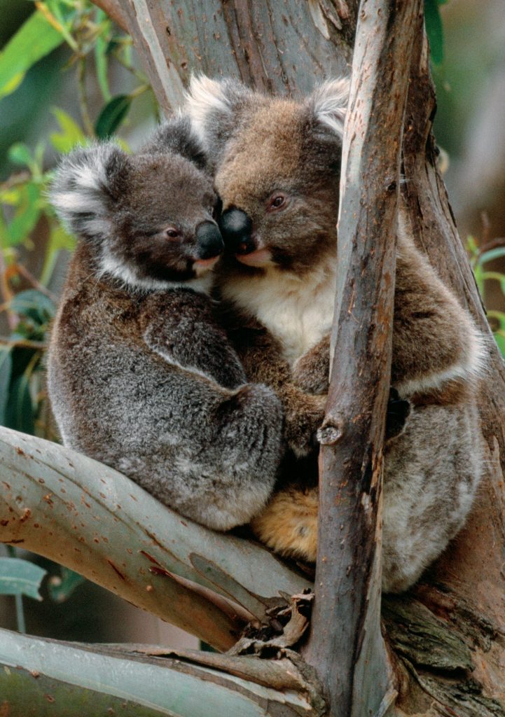 Koalas in Tree Notecard