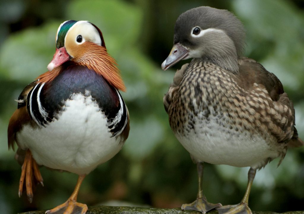 Mandarin Duck Duo Notecard