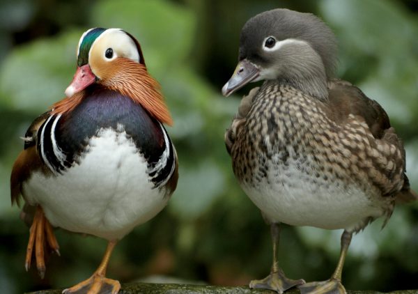 Mandarin Duck Duo Notecard