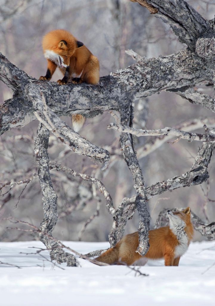 Red Fox on Fallen Birch Tree Notecard