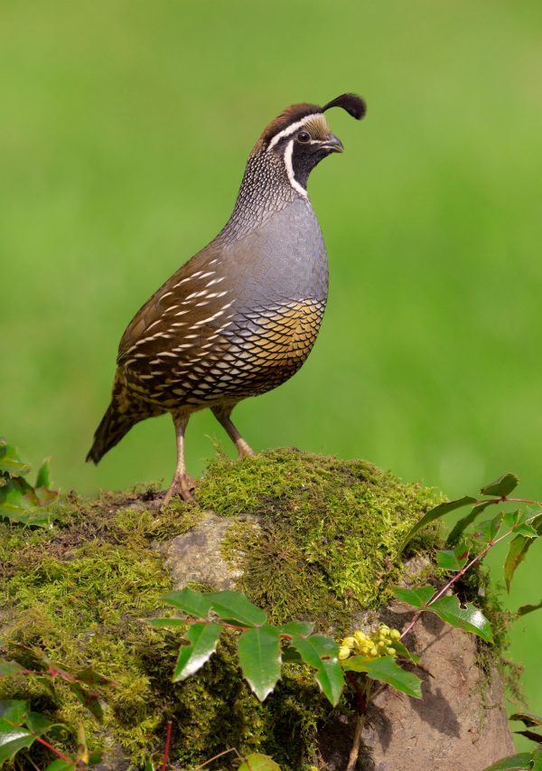 California Quail Notecard