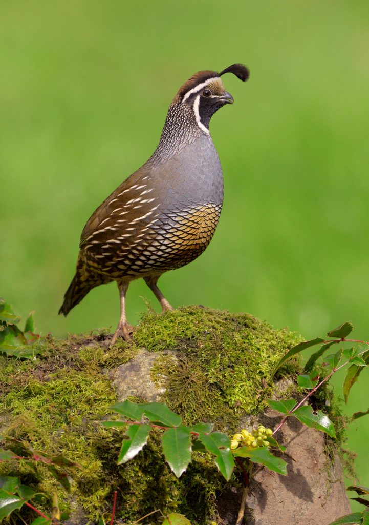 California Quail Notecard